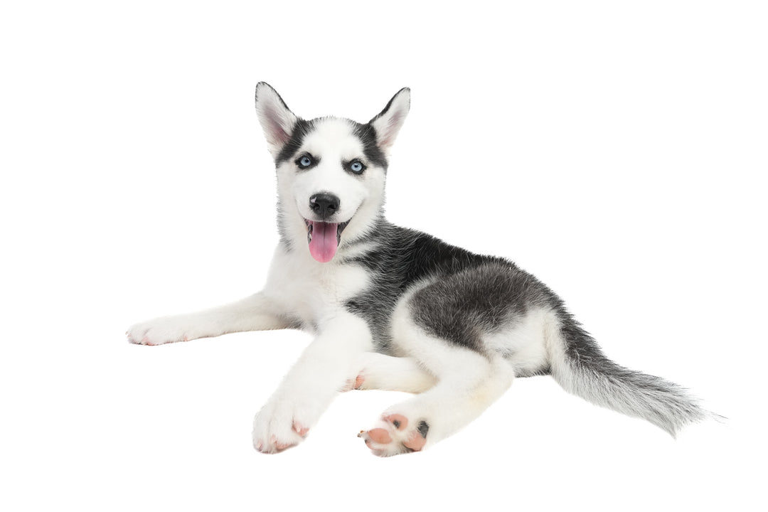 Siberian Husky 0615 Boy