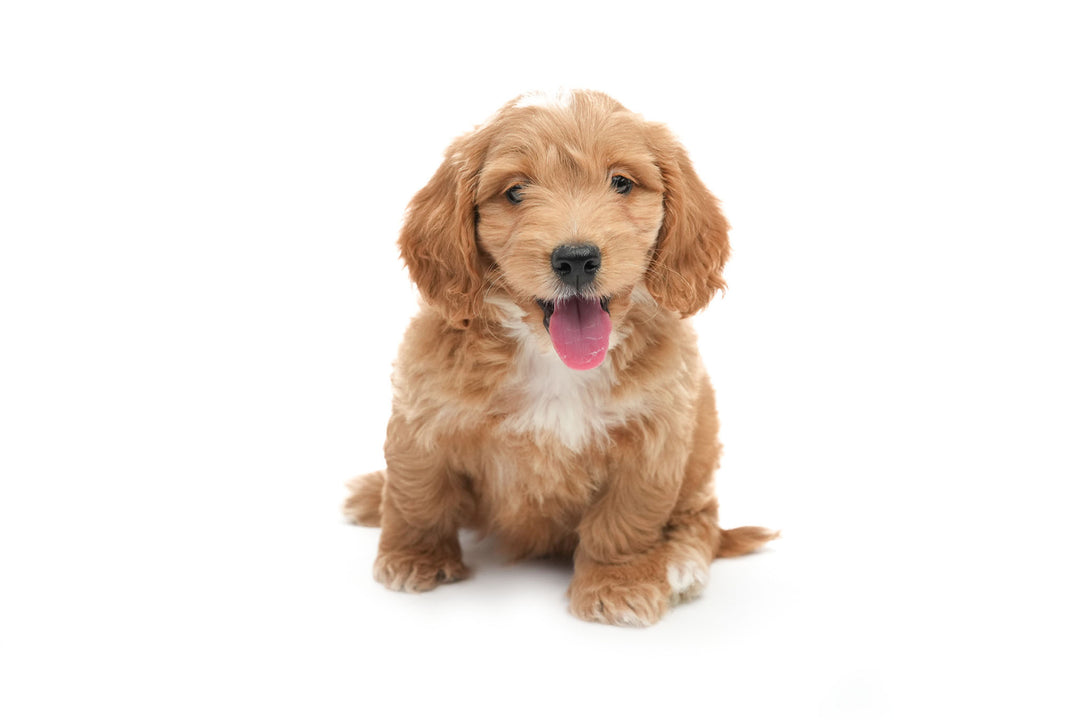 Goldendoodle Mini 2 Gen 0764 Boy