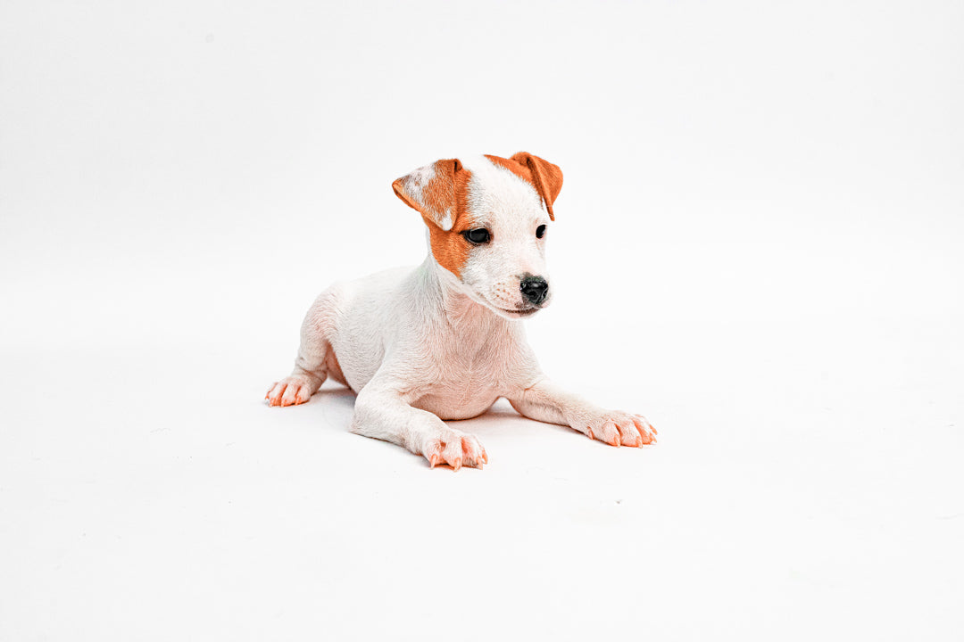 Jack Russell 1350 Boy