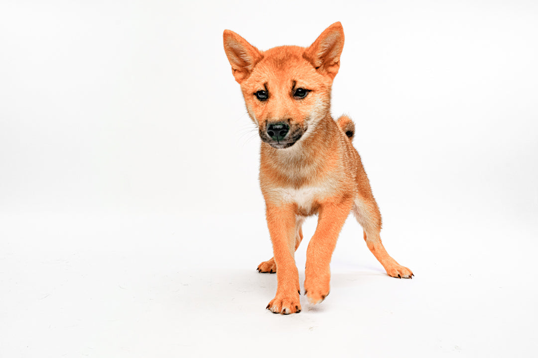 Shiba Inu 2245 Boy