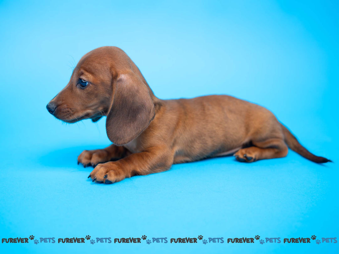 Dachshund 4271 Boy