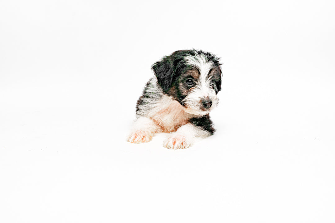 Aussiedoodle 8894 Boy