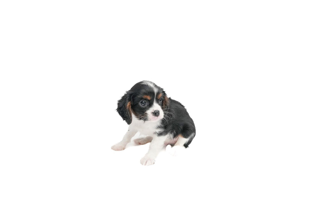 Cavalier King 9110 Boy