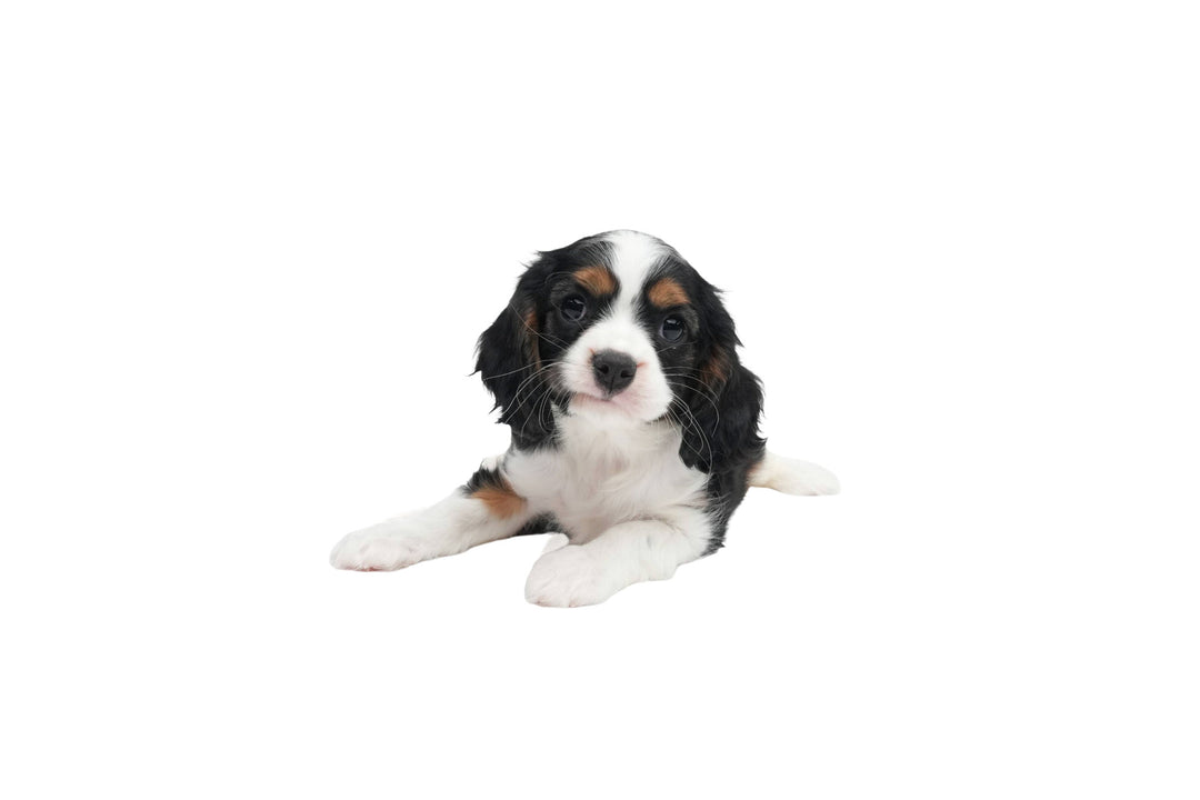 Cavalier King 9116 Boy