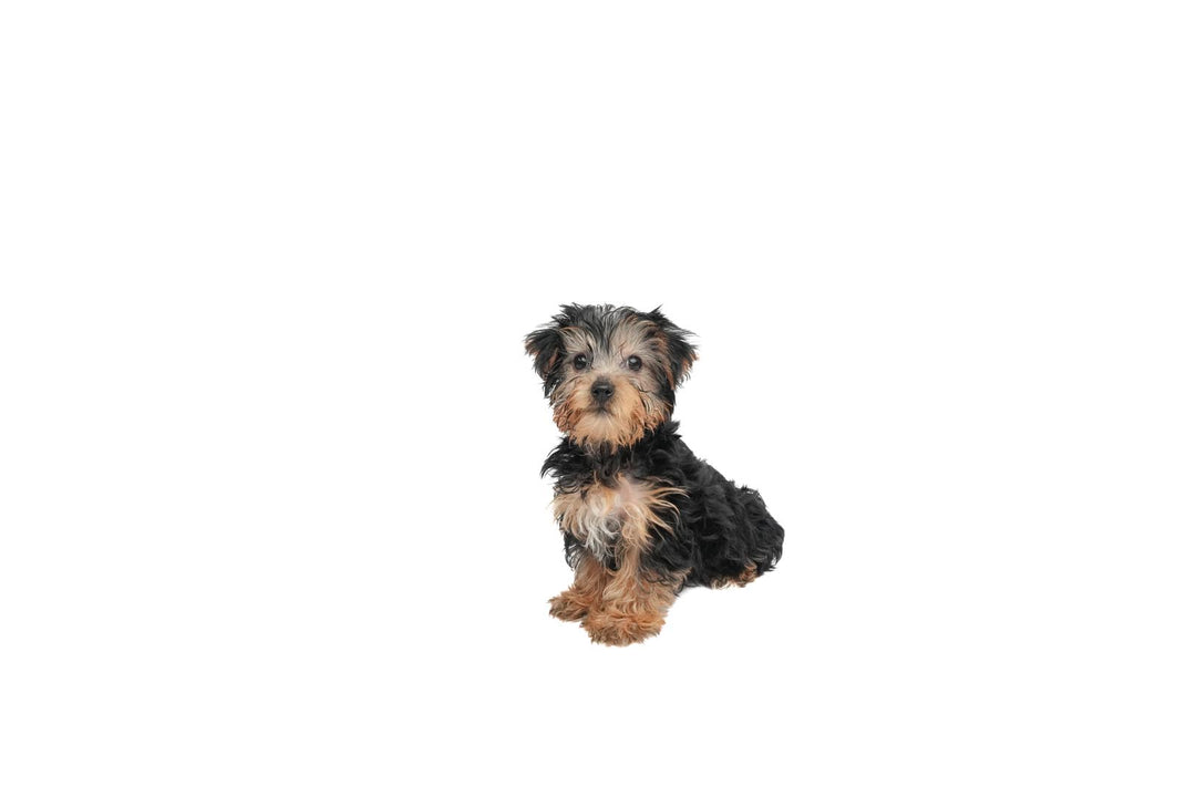 Yorkie 9134 Boy