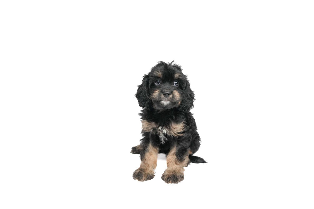 Cavapoo 9223 Girl