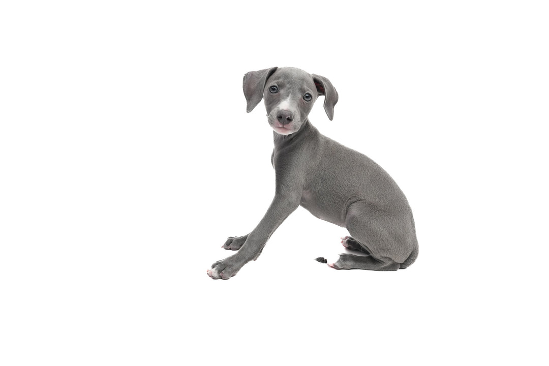 Italian Greyhound 9245 Girl