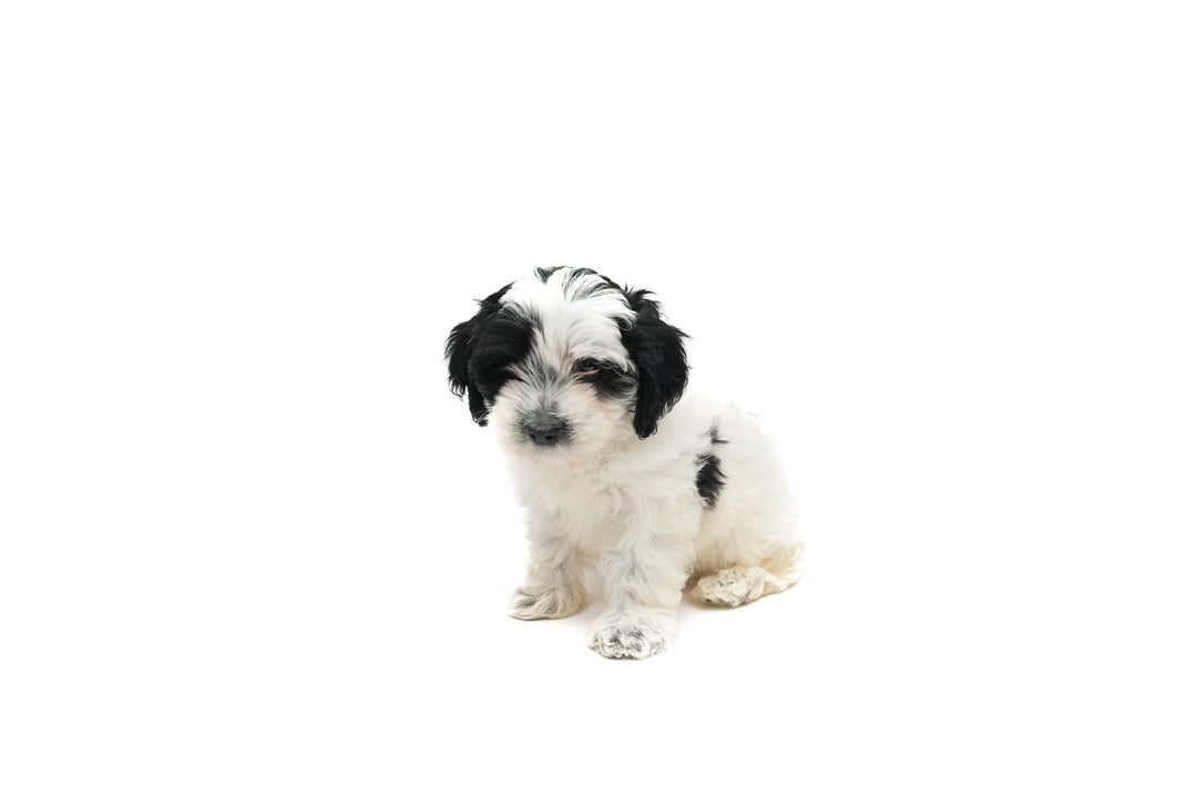 Maltipoo 9480 Girl