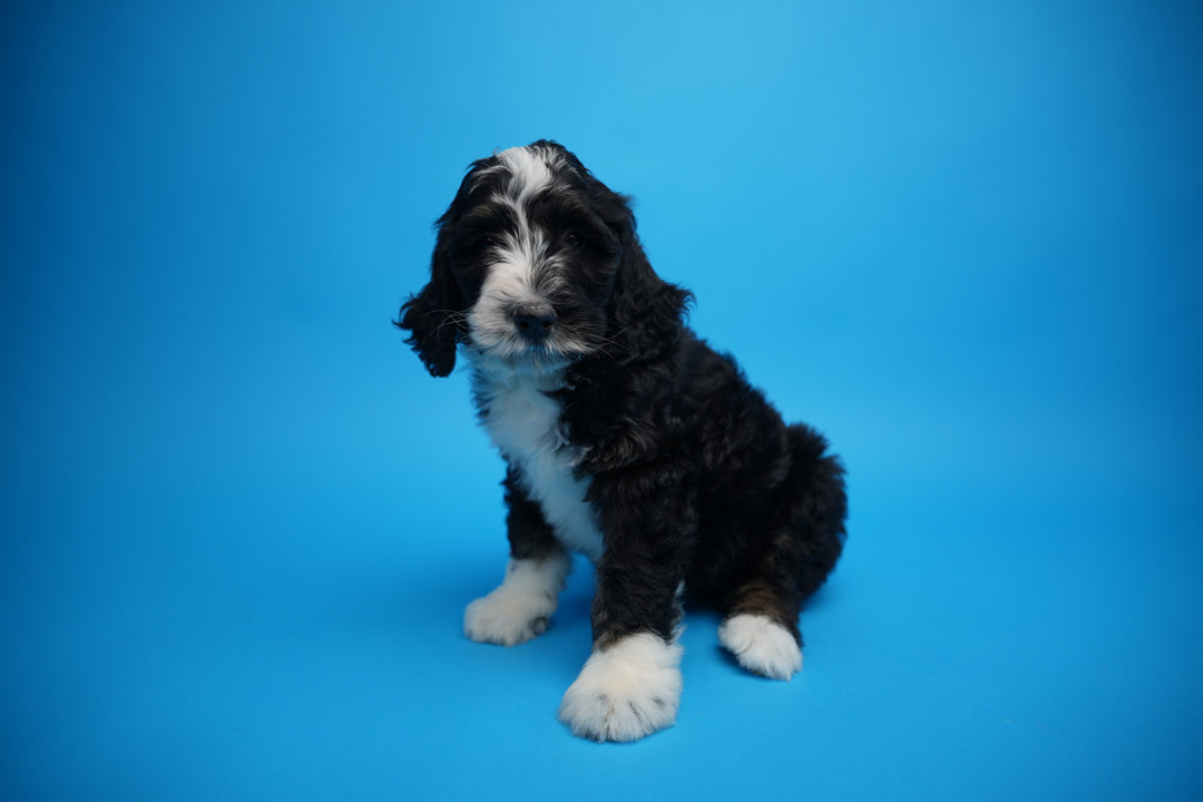 Bernedoodle 9508 Girl