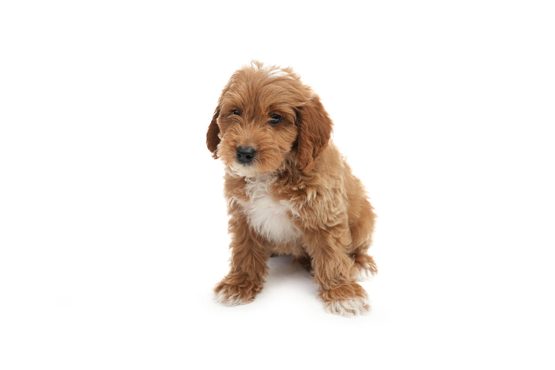 Goldendoodle Mini 2 Gen 9533 Boy