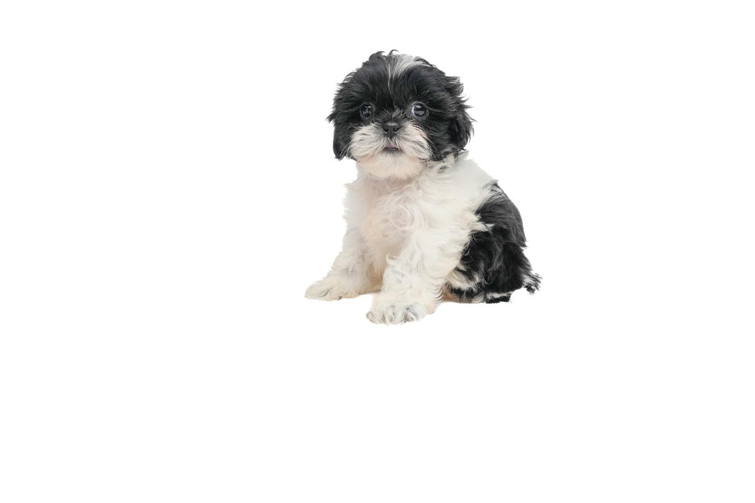 Shih Tzu 9598 Girl