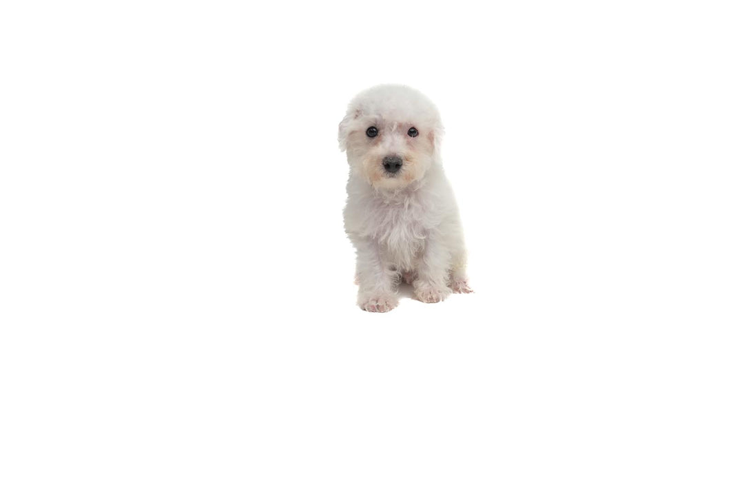 Bichon 9602 Boy