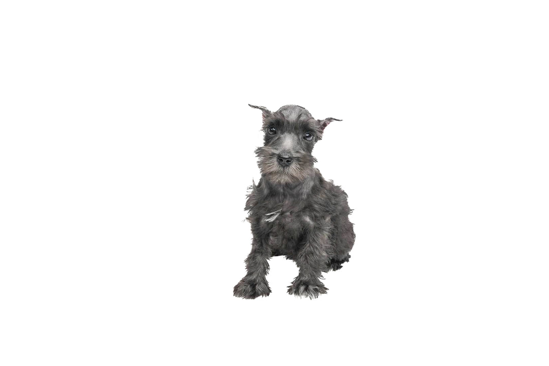 Confetti Schnauzer/Min Schnauzer 9612 Girl