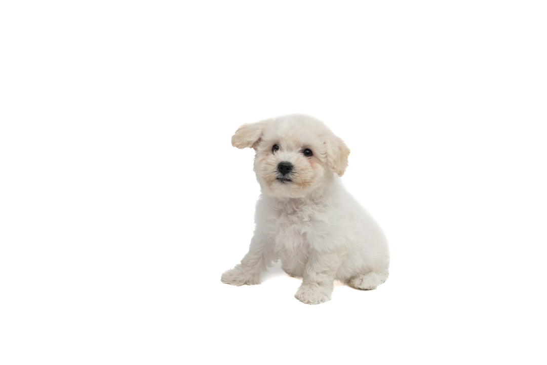 Bichon 9668 Girl