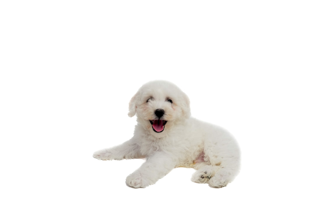 Bichon 9672 Boy