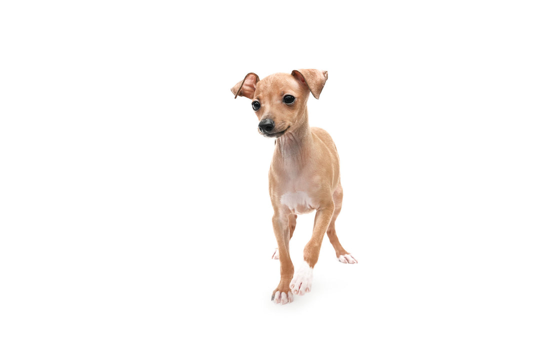 Italian Greyhound 9699 Girl