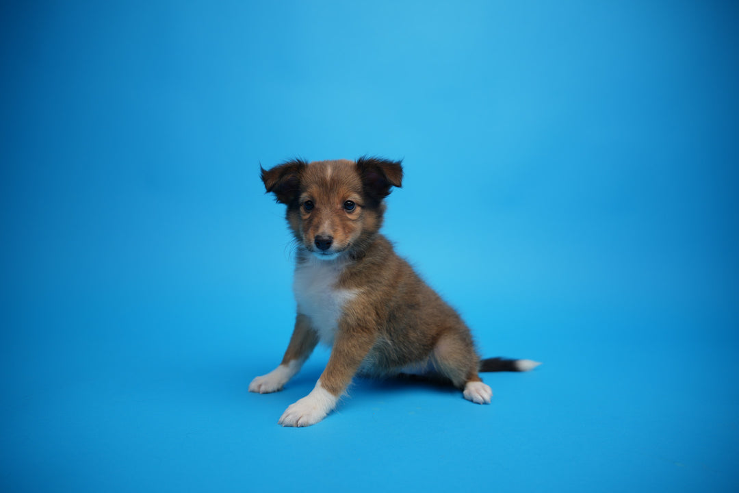 Sheltie 9879 Girl