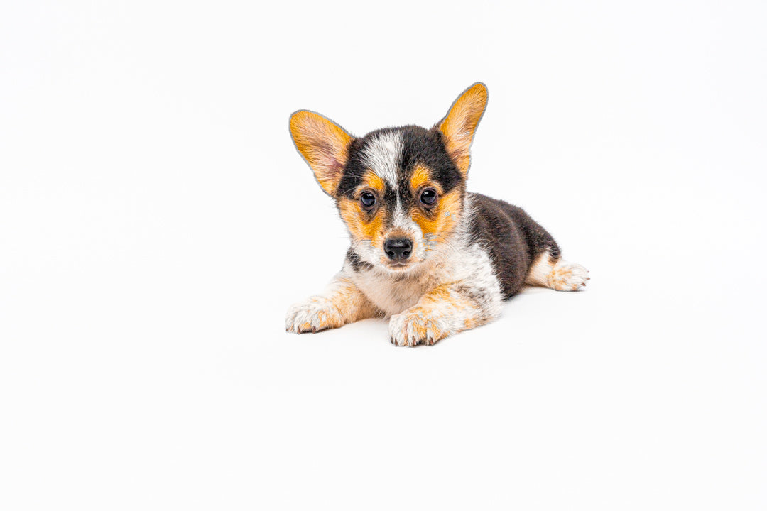 Cowboy Corgi 1420 Boy