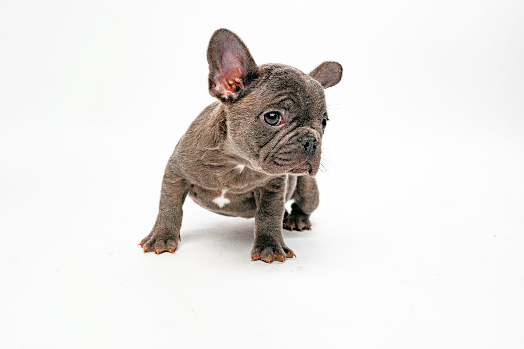 French Bulldog 4736 Boy