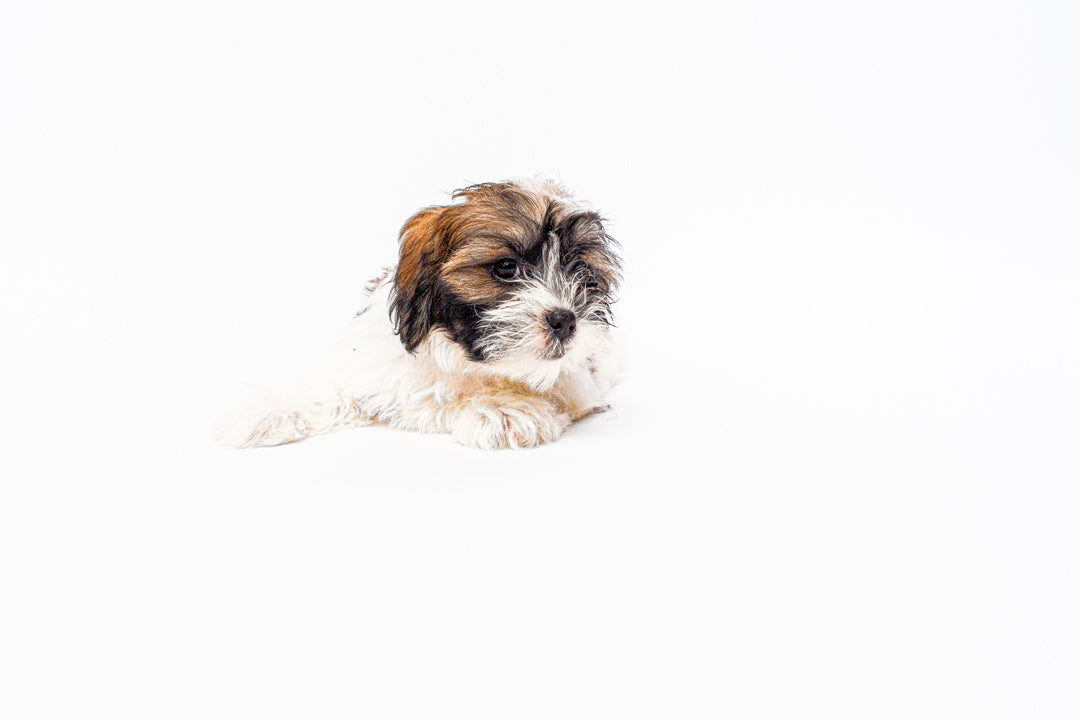 Shihpoo 1177 Girl