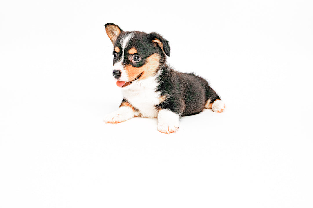 Pembroke Welsh Corgi 1630 Girl