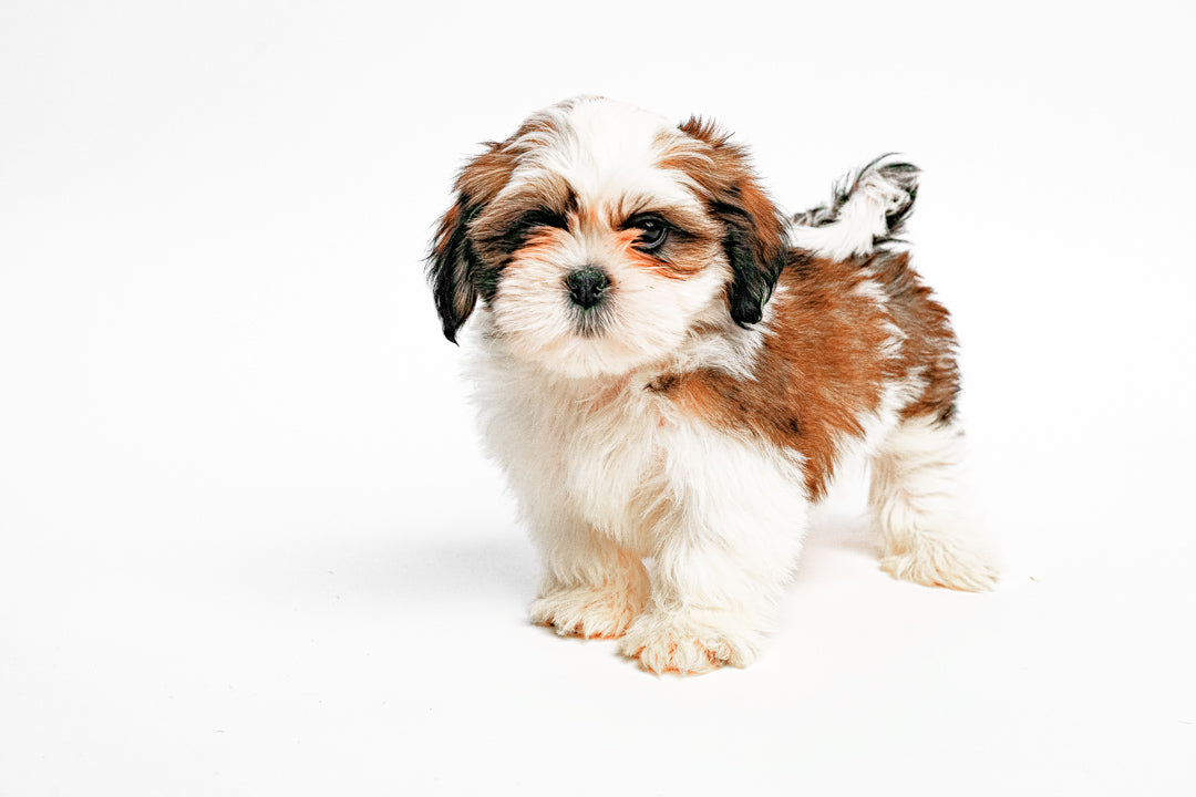 Shih Tzu 9455 Boy