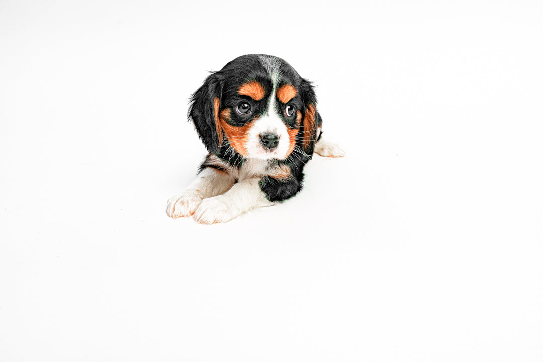 Cavalier King 9505 Boy