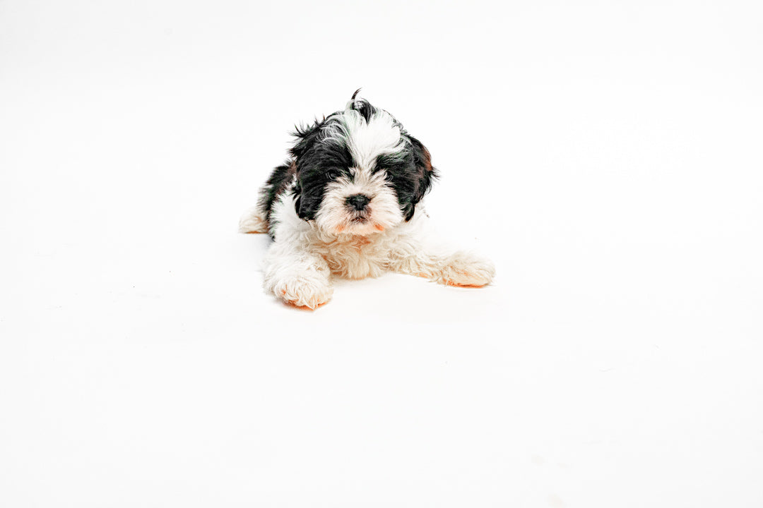 Shih Tzu 9739 Boy