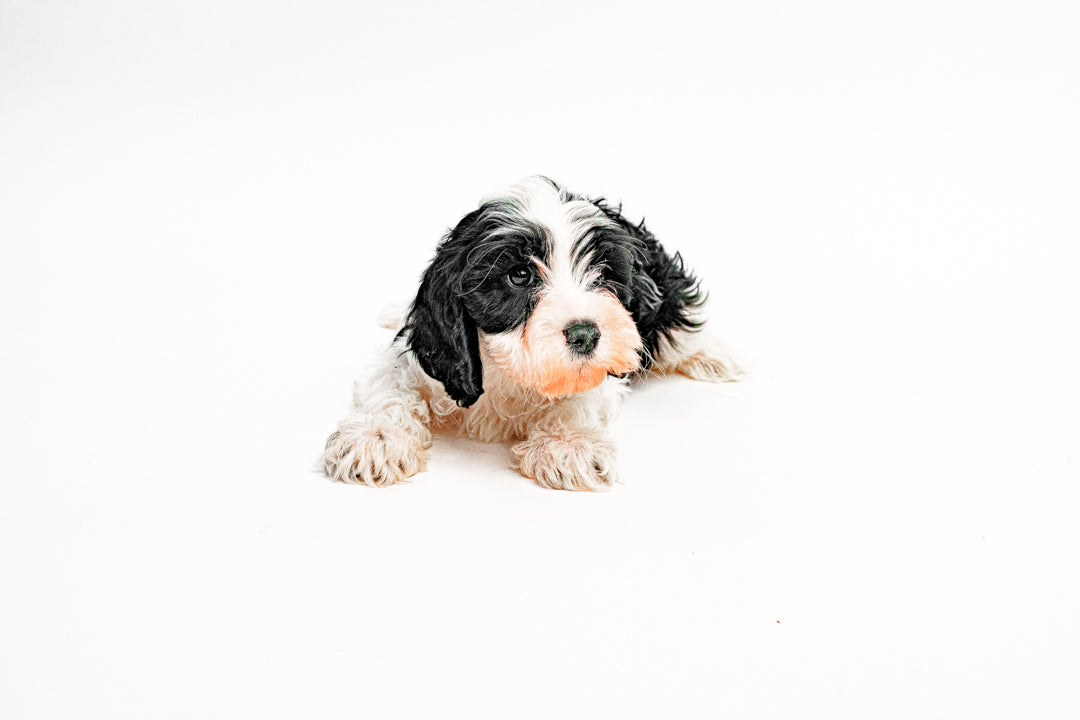 Cavapoo 2488 Boy