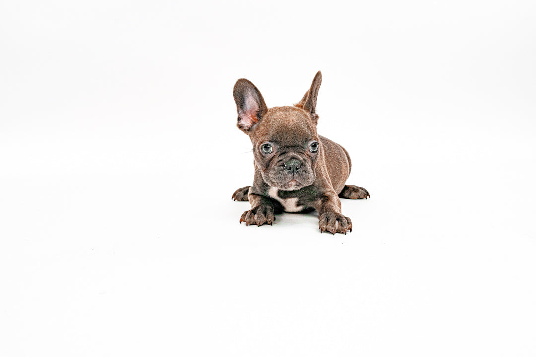 French Bulldog 7106 Boy