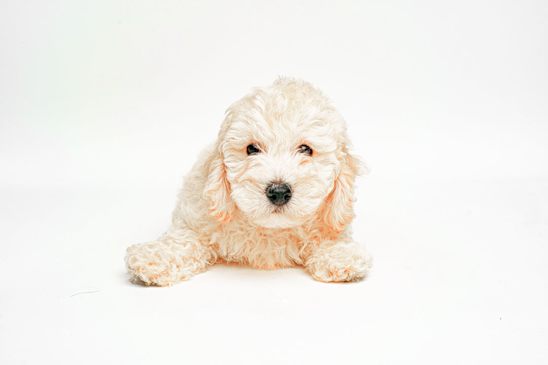 Goldendoodle Mini 2 Gen 1835 Boy