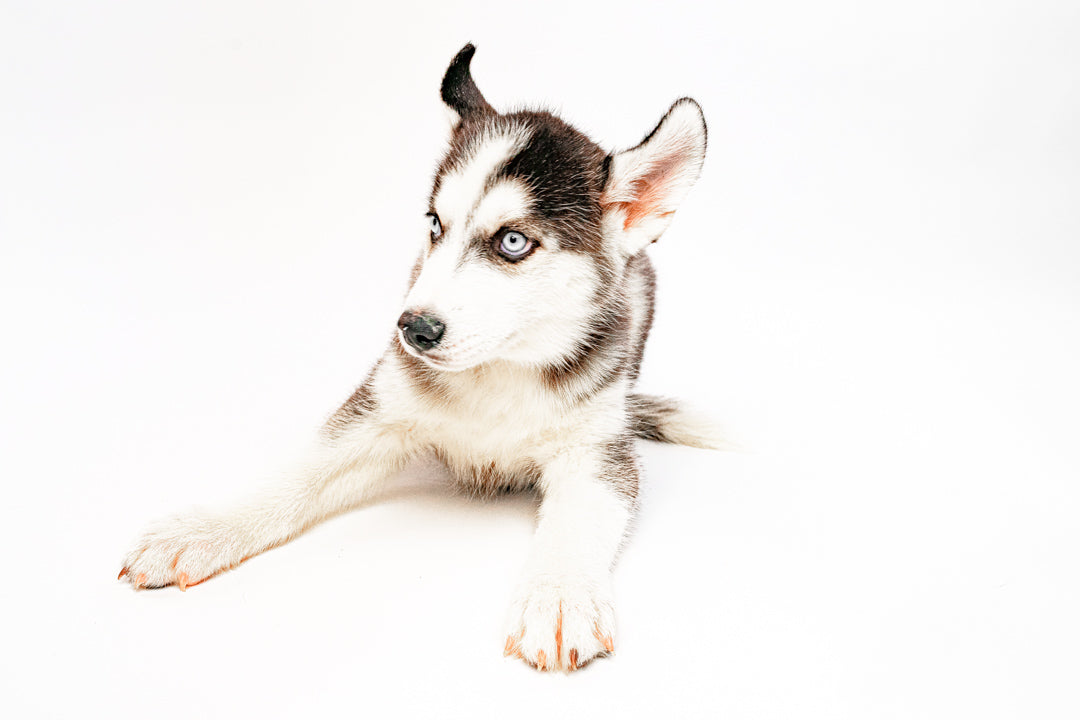 Siberian Husky 9230 Boy