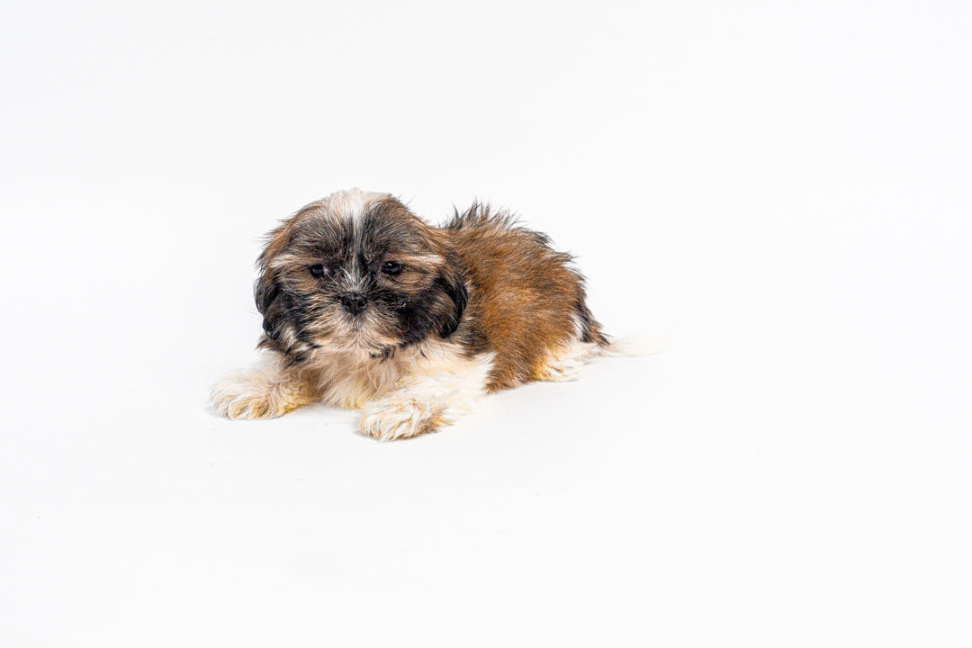 Shih Tzu 1104 Boy