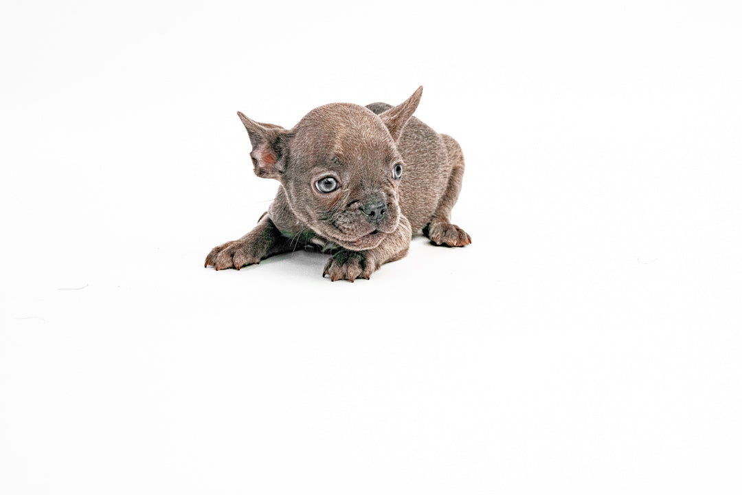 French Bulldog 2613 Boy