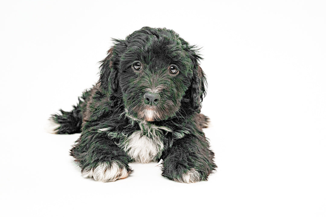 Bernedoodle 8642