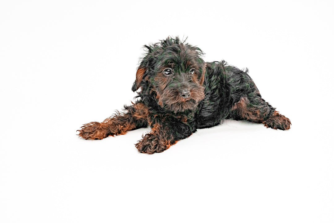 Yorkiepoo 6228 Boy