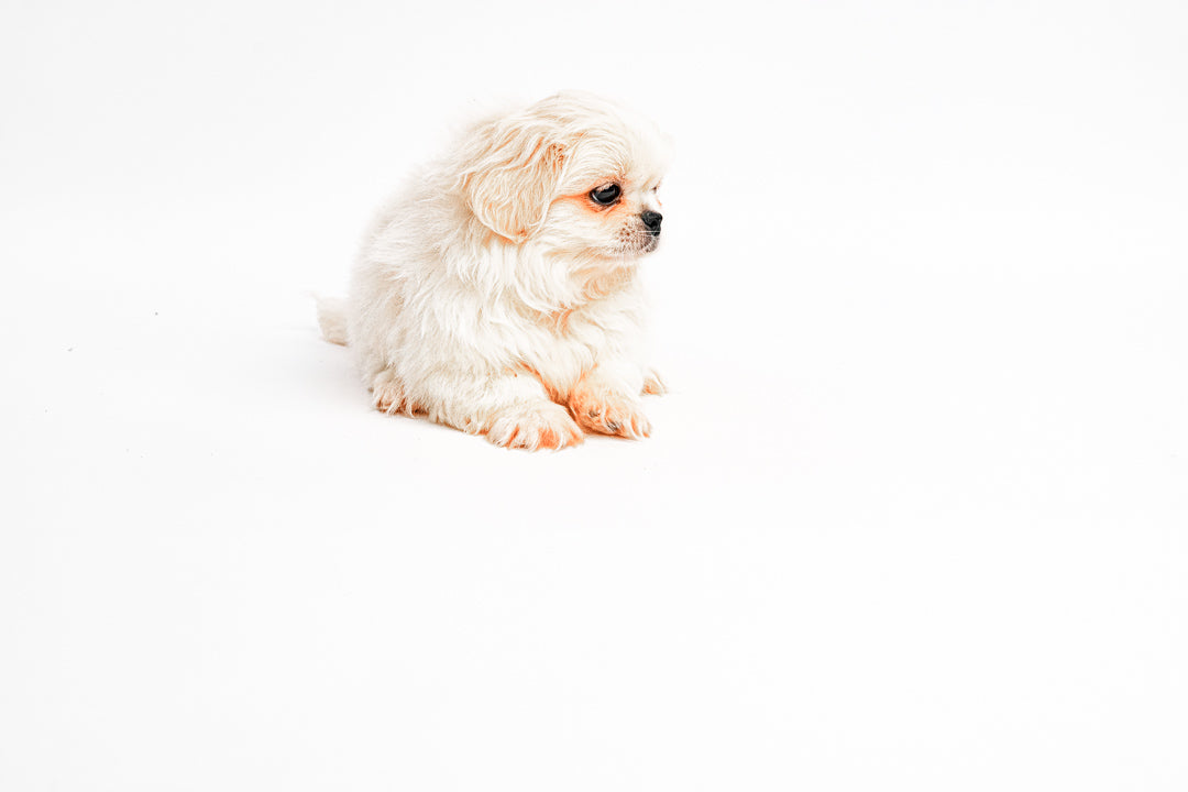 Pekingese 9915 Boy