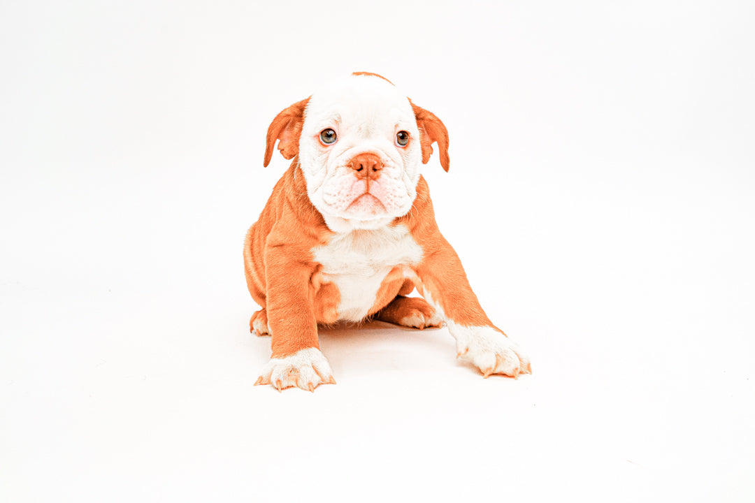 English Bulldog 5214 Girl