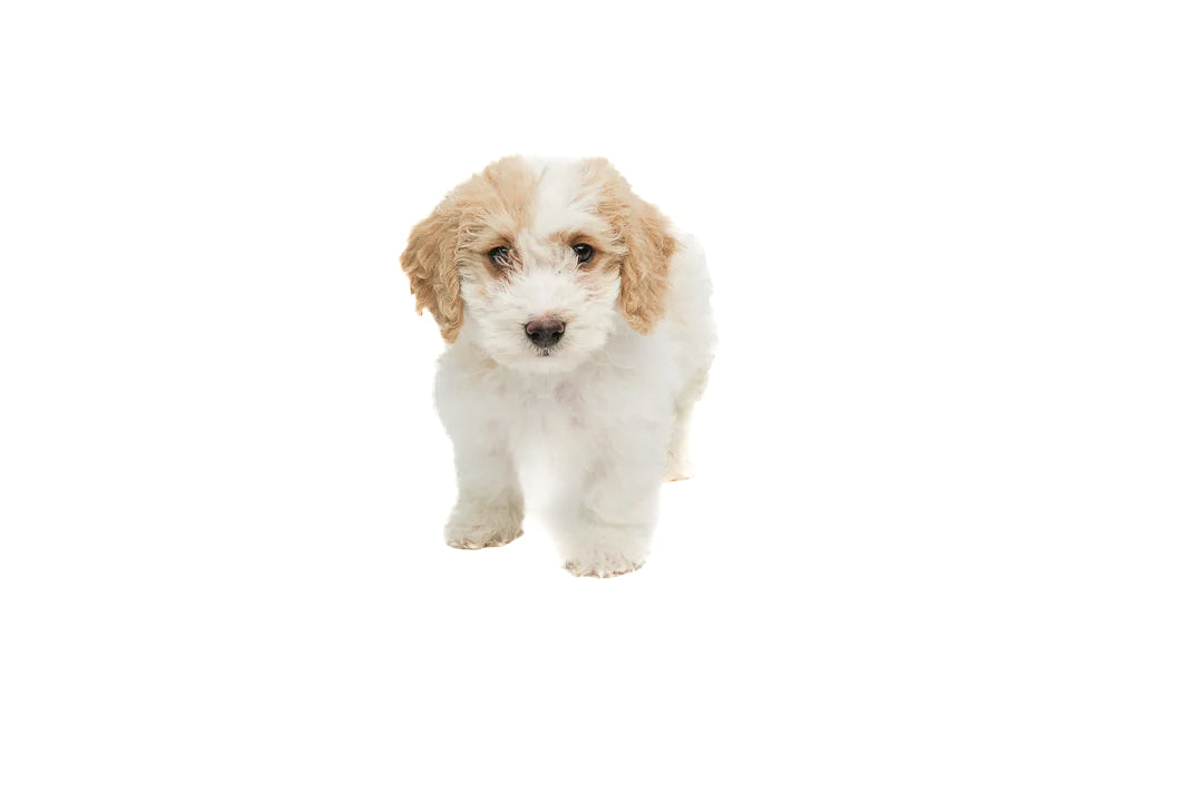 GOLDENDOODLE 0355