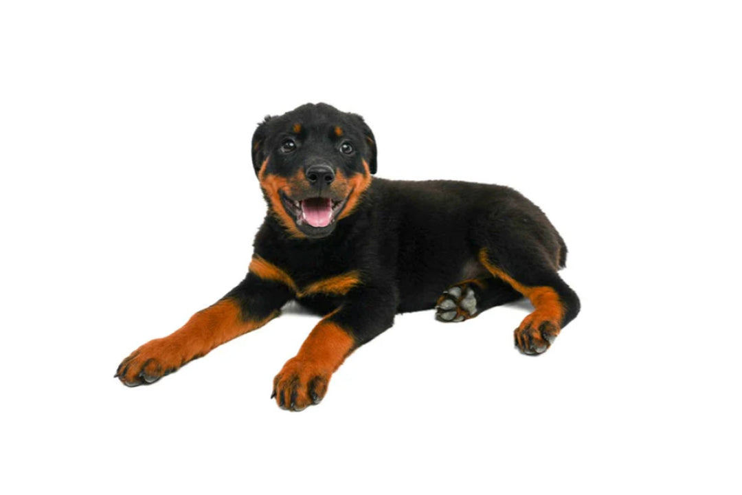 Rottweiler 9397 Girl