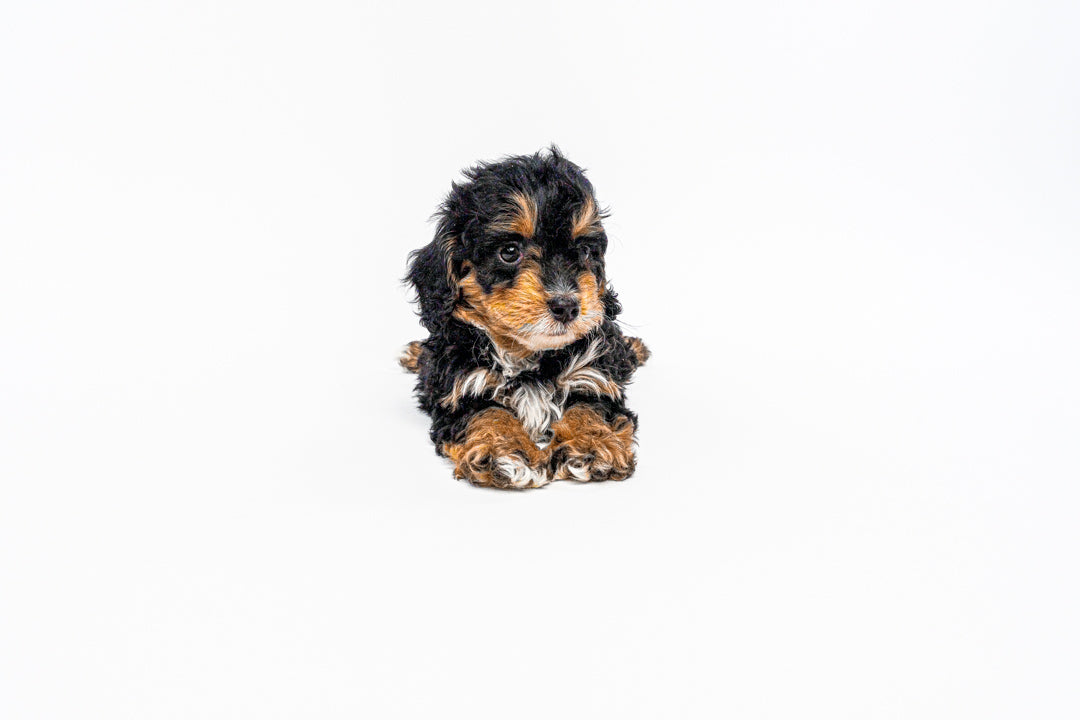 Mini Poodle/Bernedoodle 1449 Girl