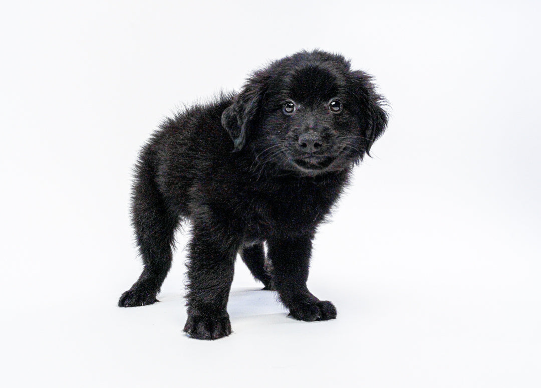 Keeshond/Goldendoodle Mini 1450 Boy