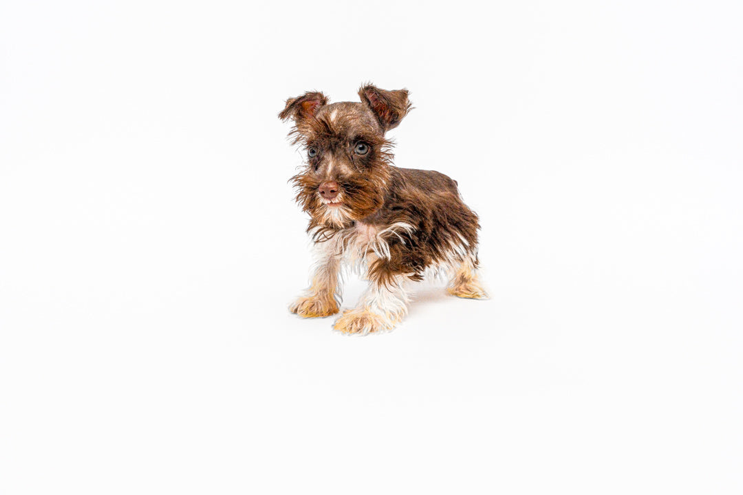 Mini Schnauzer 1570 Boy